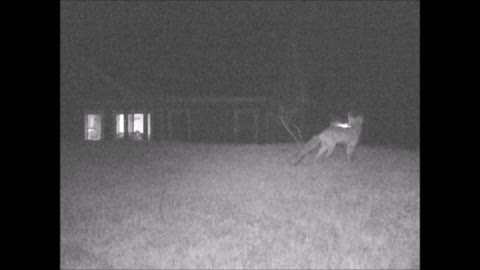 Red Fox