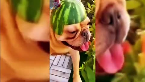 Cute Cats vs Dogs Funny animal video #part3