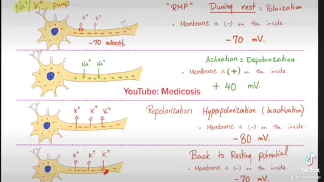 Action Potential Quick Review | Nerve Physiology Lectures.