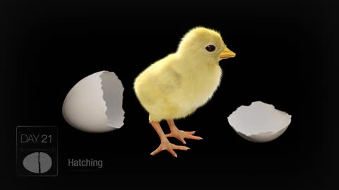Chick Embro Development