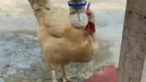 A self-service dining device for chickens, it loves it so much
