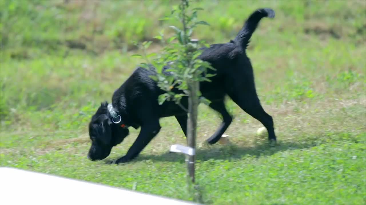 Young black dog walking around the park