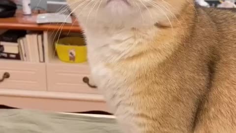 Cute baby cat video with sound