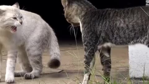 Two real cat fight compilation videos 2021