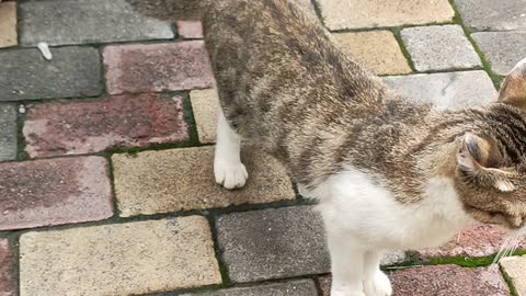 Touche pussy cat