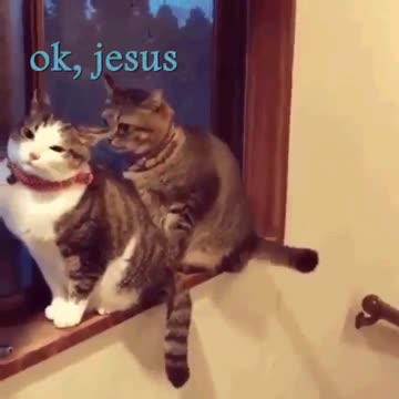 ( -0036 ) Cat - I Love You But For This - Swat - To Work You Must - Swat - Be Still