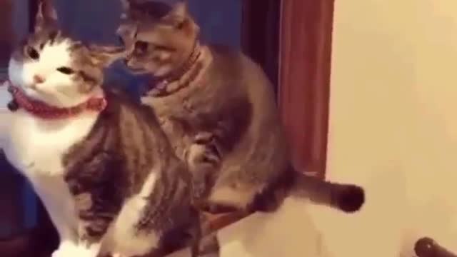 ( -0036 ) Cat - I Love You But For This - Swat - To Work You Must - Swat - Be Still