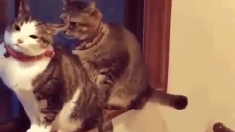 ( -0036 ) Cat - I Love You But For This - Swat - To Work You Must - Swat - Be Still