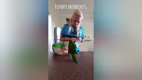 parrot funny video