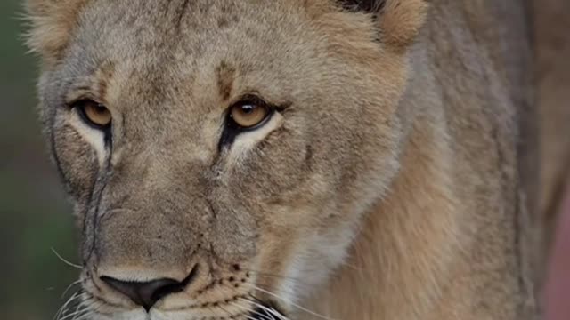 Wildlife Animals Video