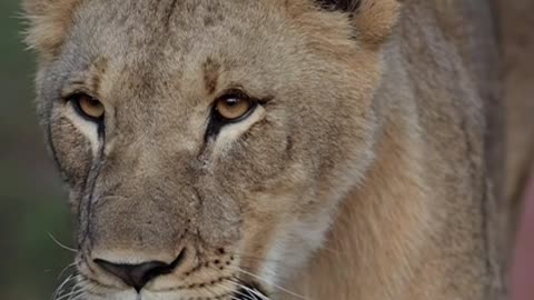 Wildlife Animals Video