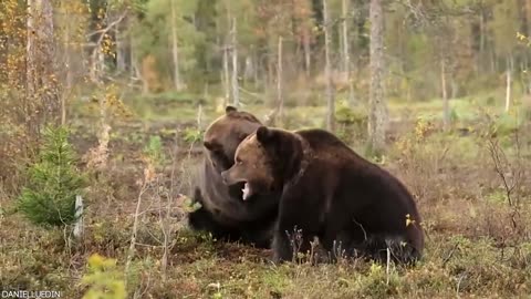 BEAR Attacks And Interactions Caught On Camera