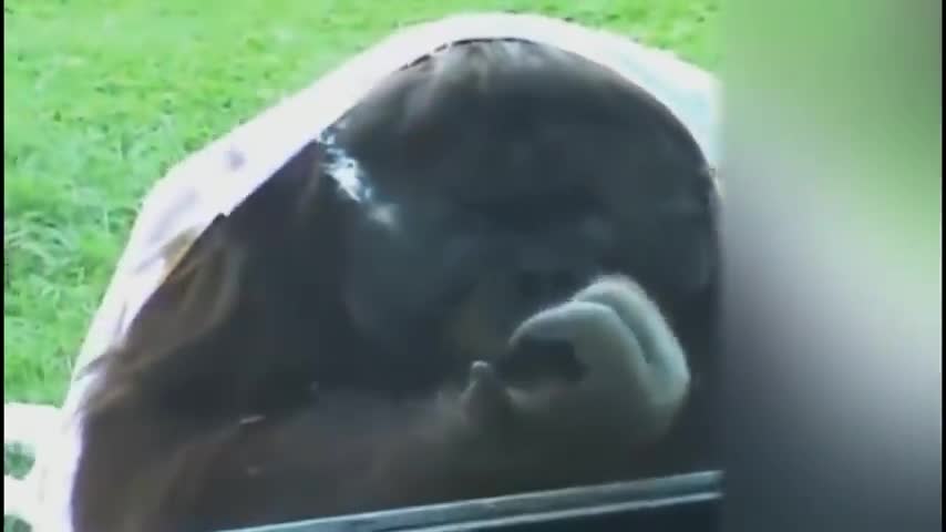 Animal funny