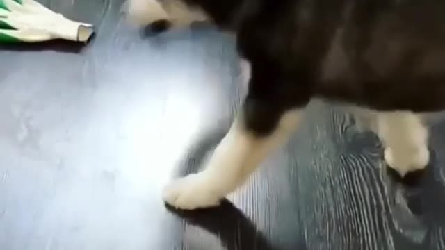 A pair of smelly socks also play like this