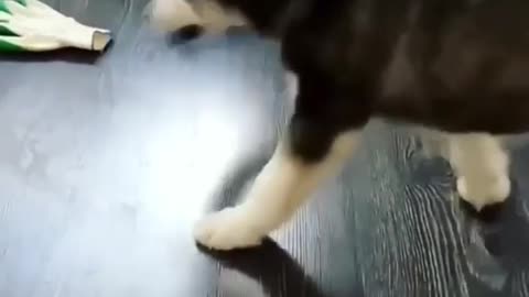 A pair of smelly socks also play like this