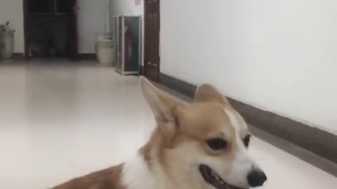 Can't stop laughing animals cats and dogs🐈😺 Cute #72💋🥺