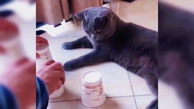 When you have such a cat in your family