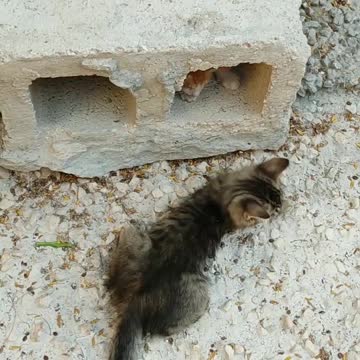 Two kitten playing near Hollow Block and best friend