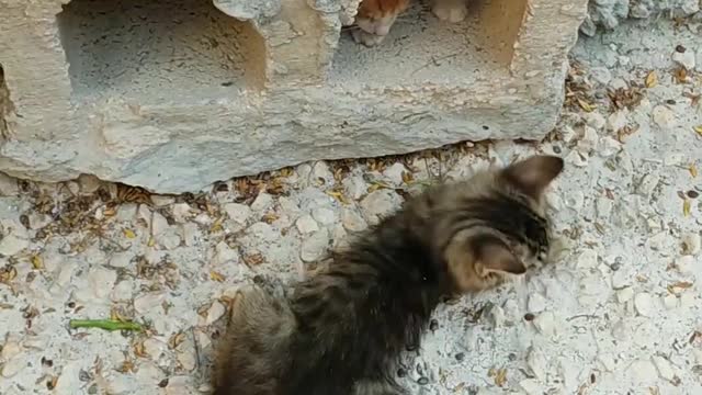 Two kitten playing near Hollow Block and best friend