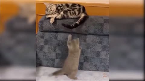 Funny Silly Cats Compilation, when Cats becomes cutely annoying