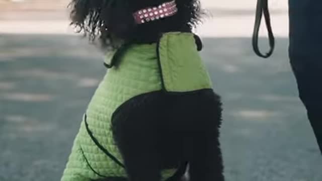 Cute black dogs💖 Aww so cute dogs Adorable dog videos funny animals video