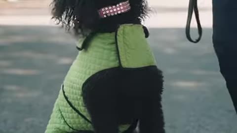 Cute black dogs💖 Aww so cute dogs Adorable dog videos funny animals video