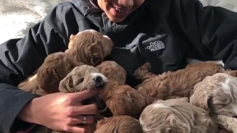 Armfuls of Puppy Joy