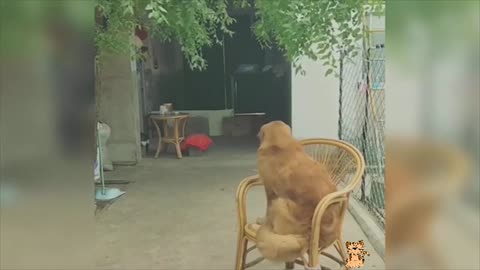 Baby Dogs vídeos cute Pets and funny Animals 2021.