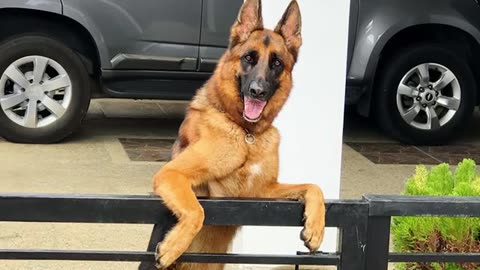 The funniest unexpected DOG MOMENTS on earth! 😁