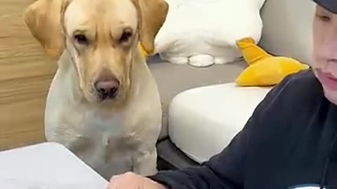 animal short funny, funny, short video