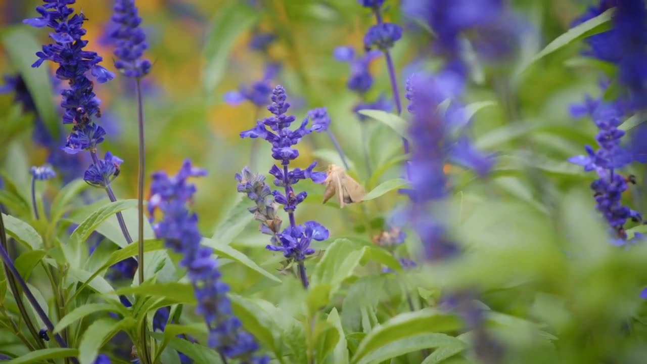 Relaxing Music For Stress Relief, Anxiety and Depressive States