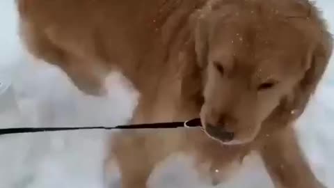 Want a ride?