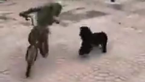 Dog Chases Bicycle Monkey