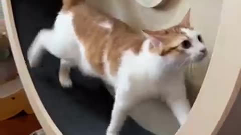 Funny cat