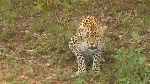 Safari Live Videos--Karula