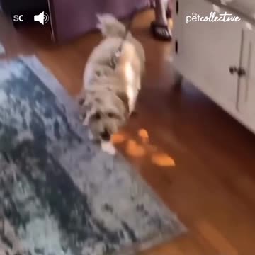 Doggo: No go out! 🐶