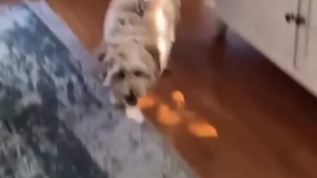 Doggo: No go out! 🐶