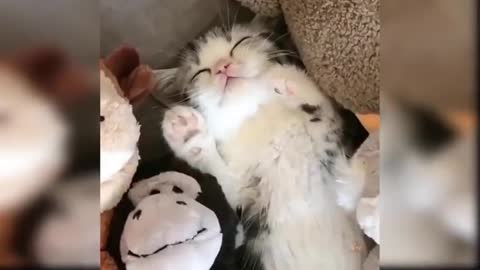 Best Cute Cats video ♥ Best Funny Cat Videos 2021