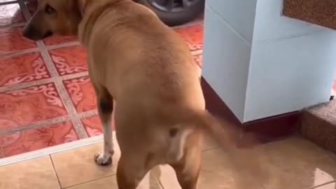 Dogs lives arre to short