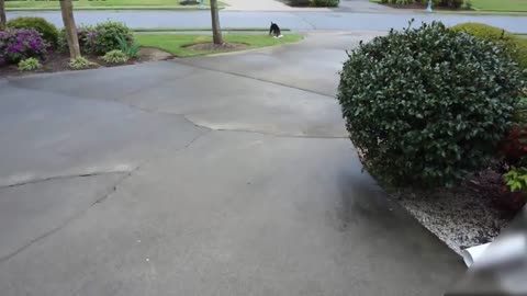 Well trained Dogs!