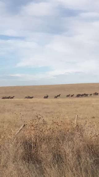 Lots of elk