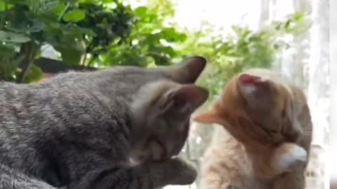 See what the kitten is doing