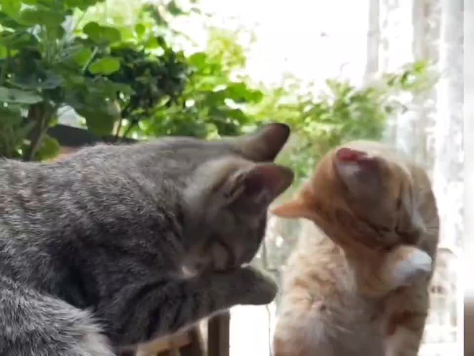 See what the kitten is doing
