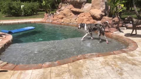 Pack of great danes enjoy relaxing florida pool tim