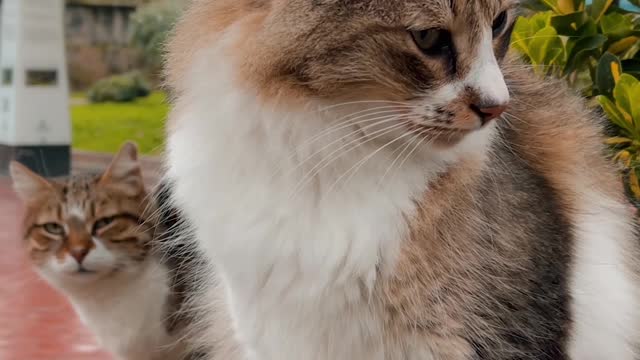 close-up-shot-of-a-cat