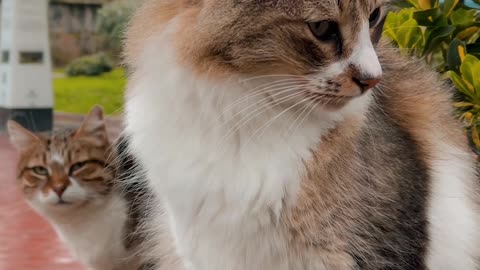close-up-shot-of-a-cat