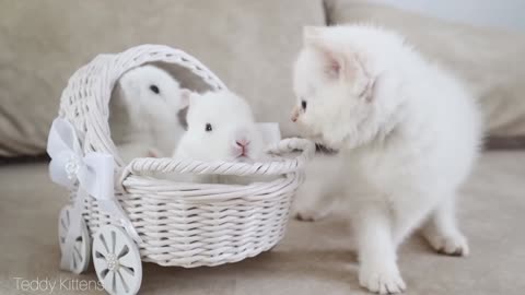 Adorable White Kitten and Cute White Babies