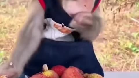 funny monkey kid eating litchi fruit #shorts #ytshorts #shortsfeed #shortfeeds #beta #youtube #viral