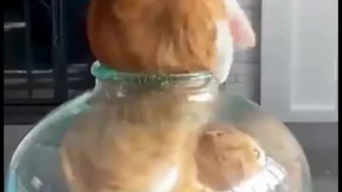 Cats have soft bones
