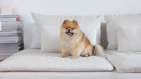 A Pomeranian Sitting on a Couch